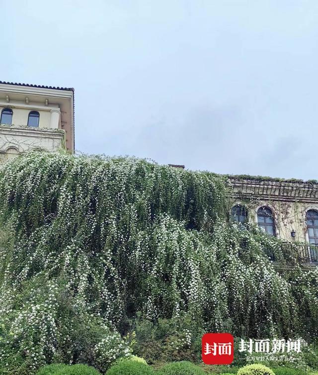 成都紫藤花墙如瀑布倾泻 让人想到《紫藤萝瀑布》