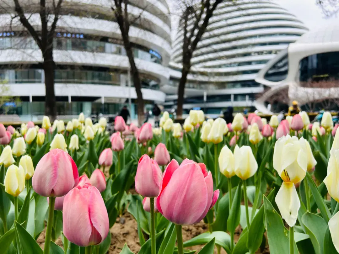 清明踏青的朋友圈短句_清明踏青的人开始在朋友圈骗人_清明踏青朋友圈怎么发