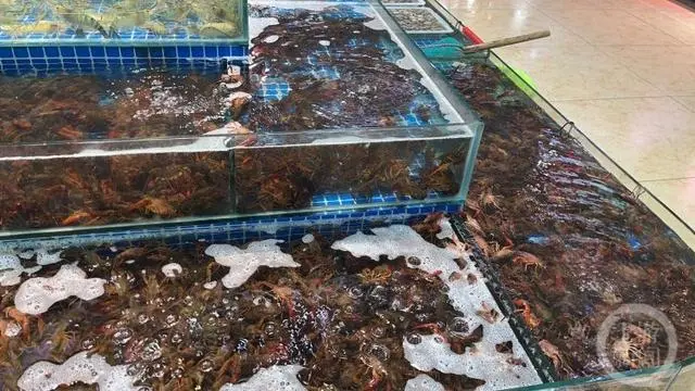 小龙虾身价暴跌_龙虾价格暴跌_龙虾价格暴涨