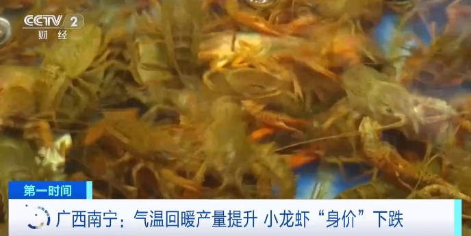 龙虾价格暴跌_小龙虾身价暴跌_小龙虾下跌