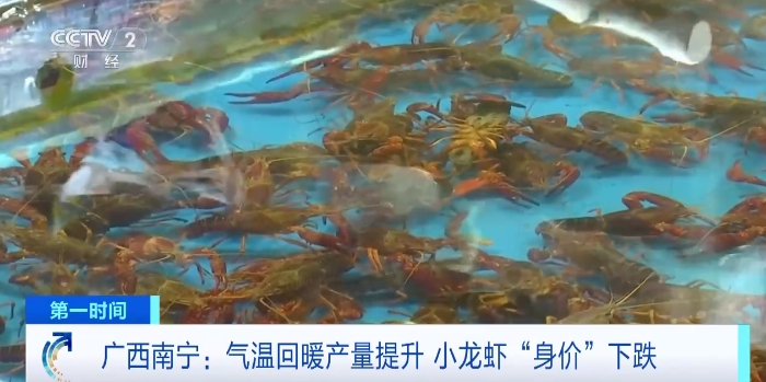 龙虾价格暴跌_小龙虾下跌_小龙虾身价暴跌