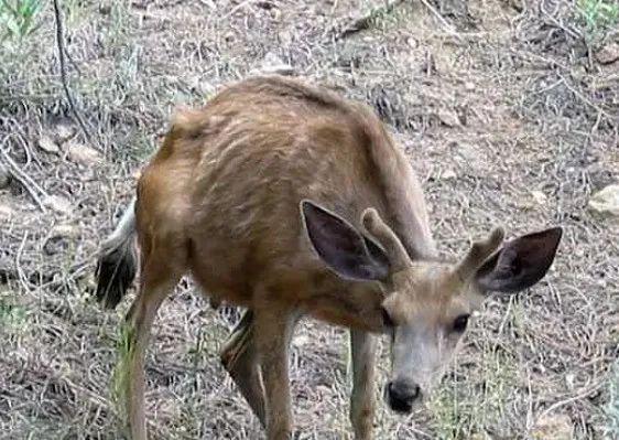 美国72岁老人感染僵尸鹿病毒死亡 猎人疑似首例