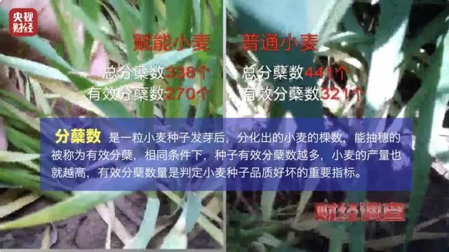 “量子科技”种庄稼抗灾增产是骗局_量子科技到底有多可怕_量子技术产品骗局