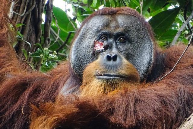 红毛猩猩首次被发现用药草处理伤口 展现惊人自我疗愈智慧
