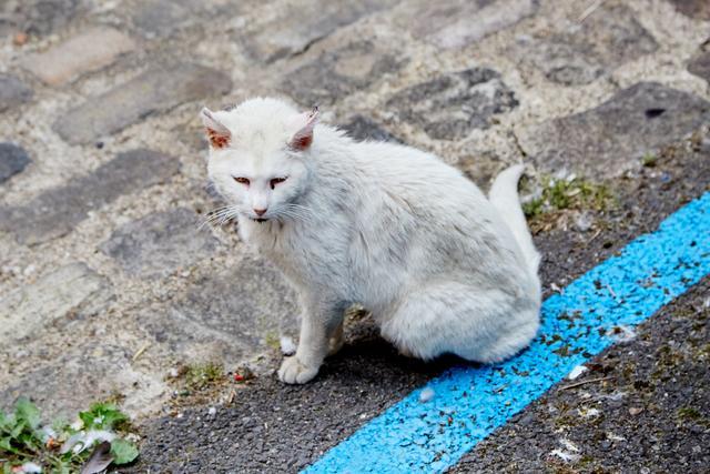 保安暴力捕捉流浪猫 学校回应