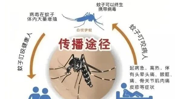 广州疾控：已出现登革热本地病例，来看防蚊小贴士