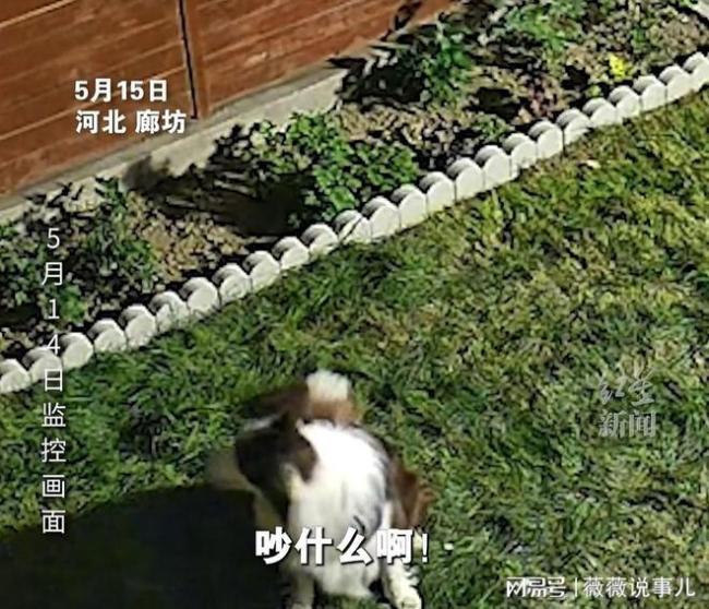 男子两只宠物犬被人隔墙毒死 邻里矛盾引悲剧