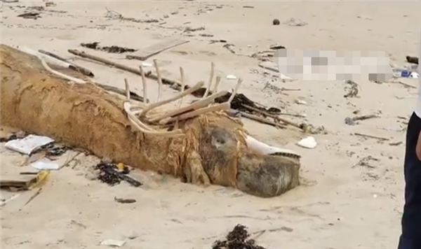 海南发现“骨架两米”的不明生物尸体 渔民指认：可能为花猫鲨