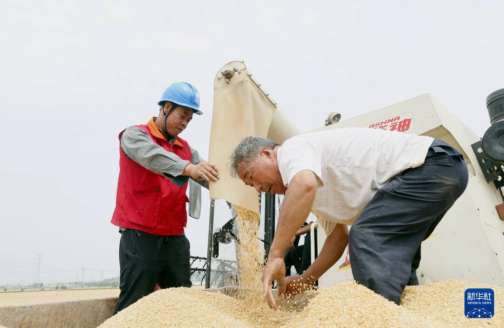 2021年小麦收割进度情况_“三夏”大规模小麦机收全面展开_全国小麦收割进度