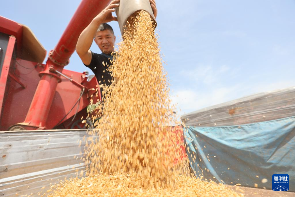 全国小麦收割进度_“三夏”大规模小麦机收全面展开_2021年小麦收割进度情况