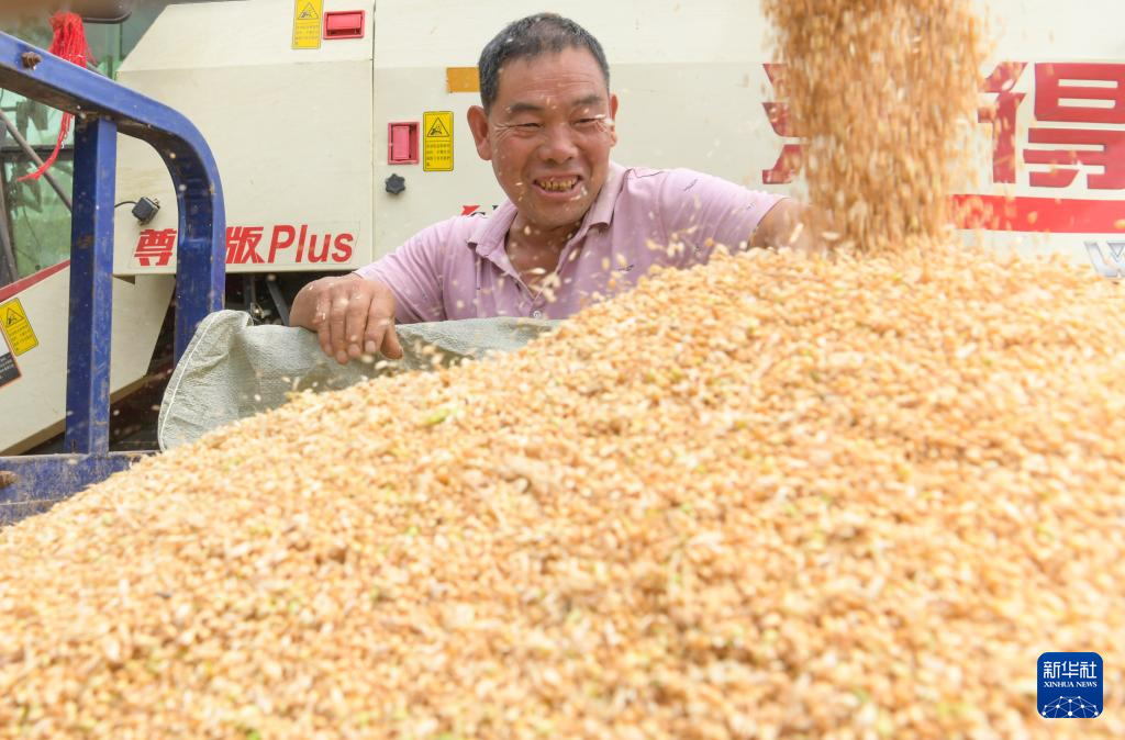 2021年小麦收割进度情况_“三夏”大规模小麦机收全面展开_全国小麦收割进度
