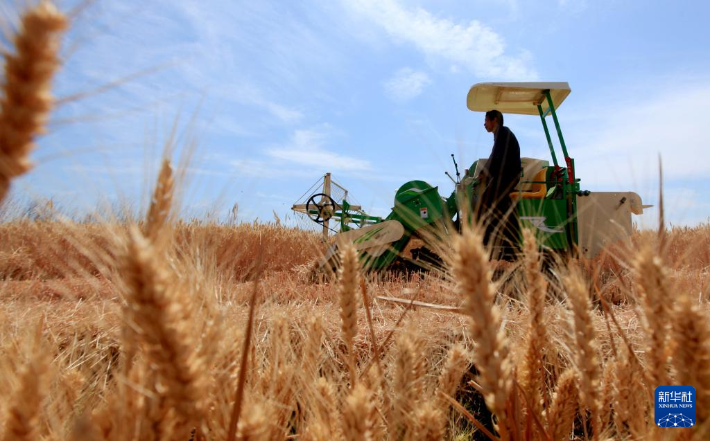 “三夏”大规模小麦机收全面展开_2021年小麦收割进度情况_全国小麦收割进度
