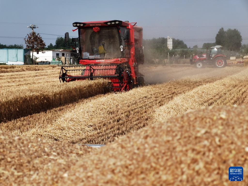 小麦规模化种植_2021年小麦收割进度情况_“三夏”大规模小麦机收全面展开