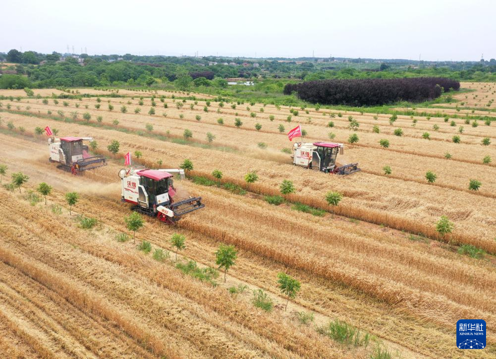2021年小麦收割进度情况_“三夏”大规模小麦机收全面展开_小麦规模化种植