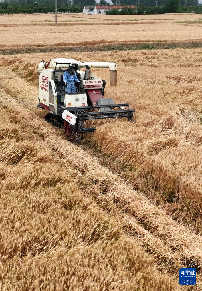 2021年小麦收割进度情况_小麦规模化种植_“三夏”大规模小麦机收全面展开
