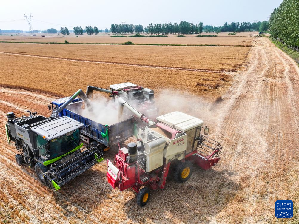 小麦规模化种植_“三夏”大规模小麦机收全面展开_2021年小麦收割进度情况