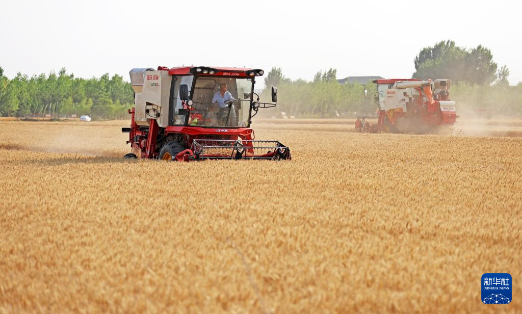 小麦规模化种植_“三夏”大规模小麦机收全面展开_2021年小麦收割进度情况