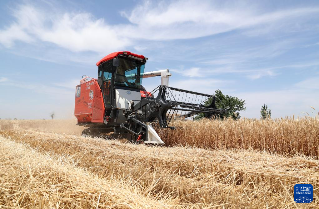 “三夏”大规模小麦机收全面展开_2021年小麦收割进度情况_小麦规模化种植