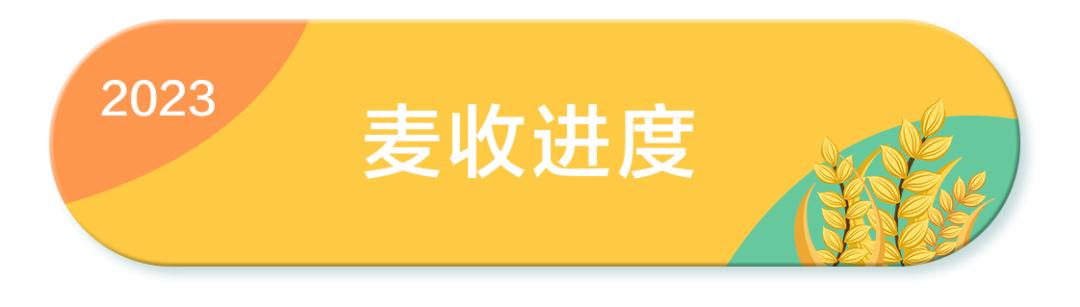 全国小麦收割进度_“三夏”大规模小麦机收全面展开_小麦收割情况