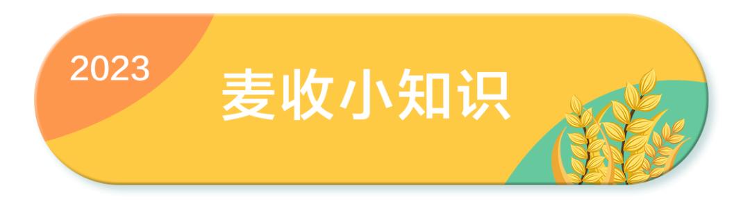 全国小麦收割进度_“三夏”大规模小麦机收全面展开_小麦收割情况