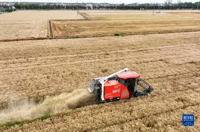 “三夏”大规模小麦机收全面展开_小麦规模化种植_小麦收割情况