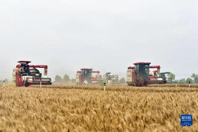 小麦收割情况_小麦规模化种植_“三夏”大规模小麦机收全面展开