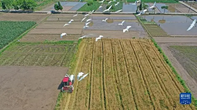 “三夏”大规模小麦机收全面展开_小麦收割情况_小麦规模化种植