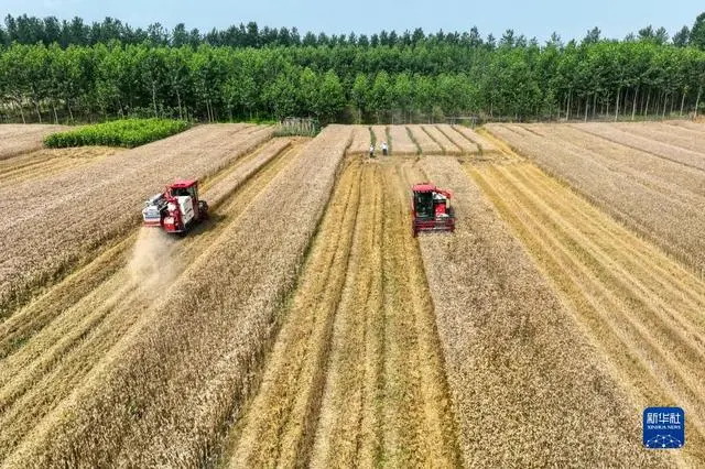 小麦收割情况_“三夏”大规模小麦机收全面展开_小麦规模化种植
