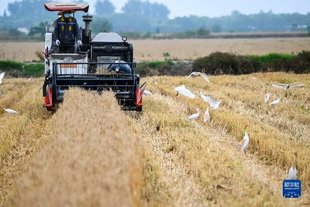 小麦规模化种植_小麦收割情况_“三夏”大规模小麦机收全面展开