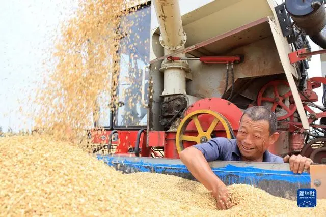 小麦规模化种植_“三夏”大规模小麦机收全面展开_小麦收割情况
