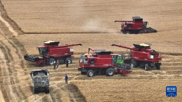 “三夏”大规模小麦机收全面展开_小麦收割情况_小麦规模化种植