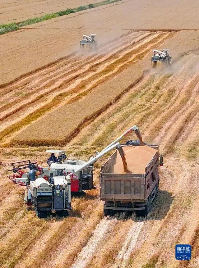 小麦收割情况_“三夏”大规模小麦机收全面展开_小麦规模化种植