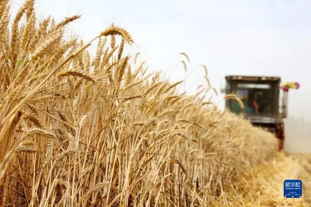 “三夏”大规模小麦机收全面展开_小麦规模化种植_小麦收割情况