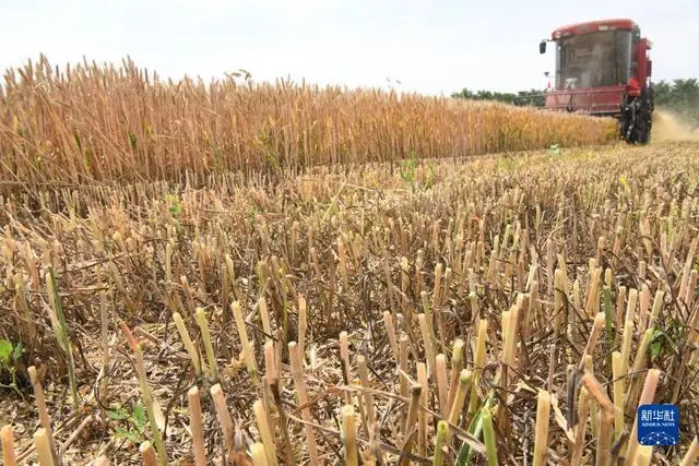 小麦收割情况_小麦规模化种植_“三夏”大规模小麦机收全面展开