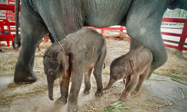 泰国母象罕见生下一对龙凤胎