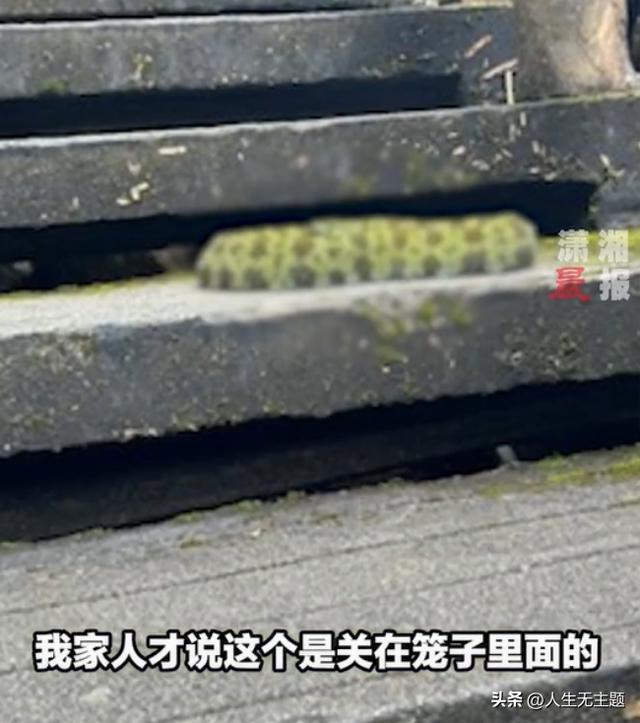 女生爬山遇毒蛇 竟凑上前合影 无知者大胆行径引热议