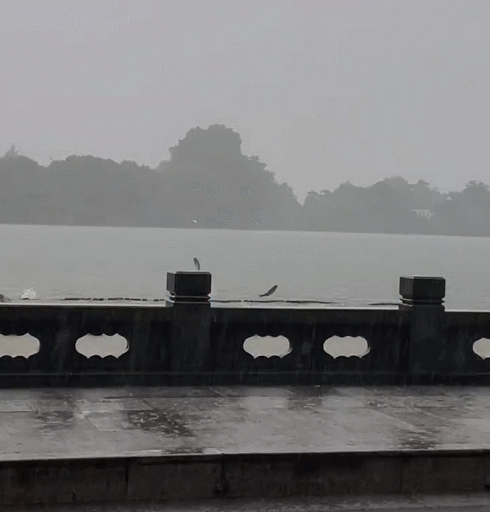 连日大雨后西湖边现“群鱼乱舞”