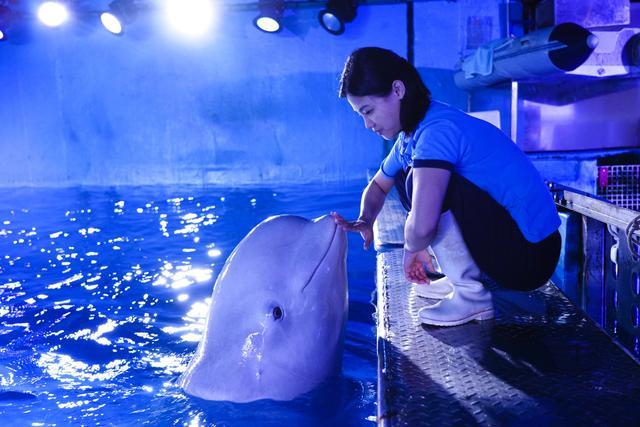 广州一15岁白鲸顺利分娩 女宝身长175厘米创纪录