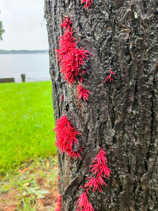 南方天气潮湿怎么办_南方潮湿到树都长出气生根了_树木生根用什么肥料