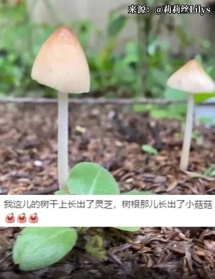 上海网友集中晒蘑菇 梅雨季“新朋友”频现，慎食！