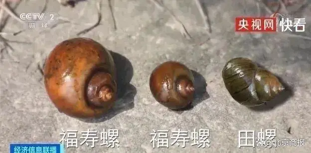 福寿螺寄生虫吃什么药_一只福寿螺可含6000条寄生虫_福寿螺的寄生虫杀得死吗