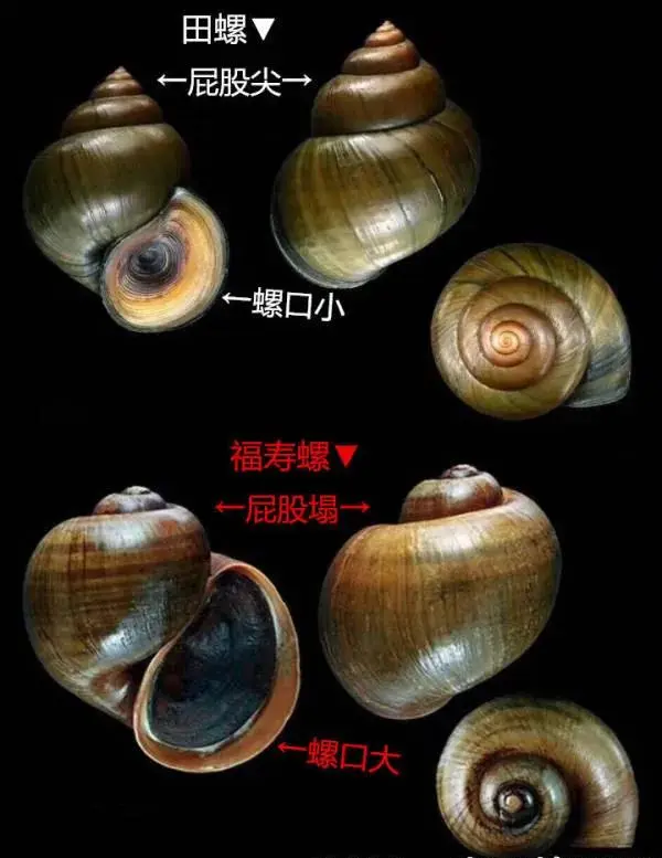 一只福寿螺可含6000条寄生虫_福寿螺的寄生虫杀得死吗_寄生福寿螺的寄生虫