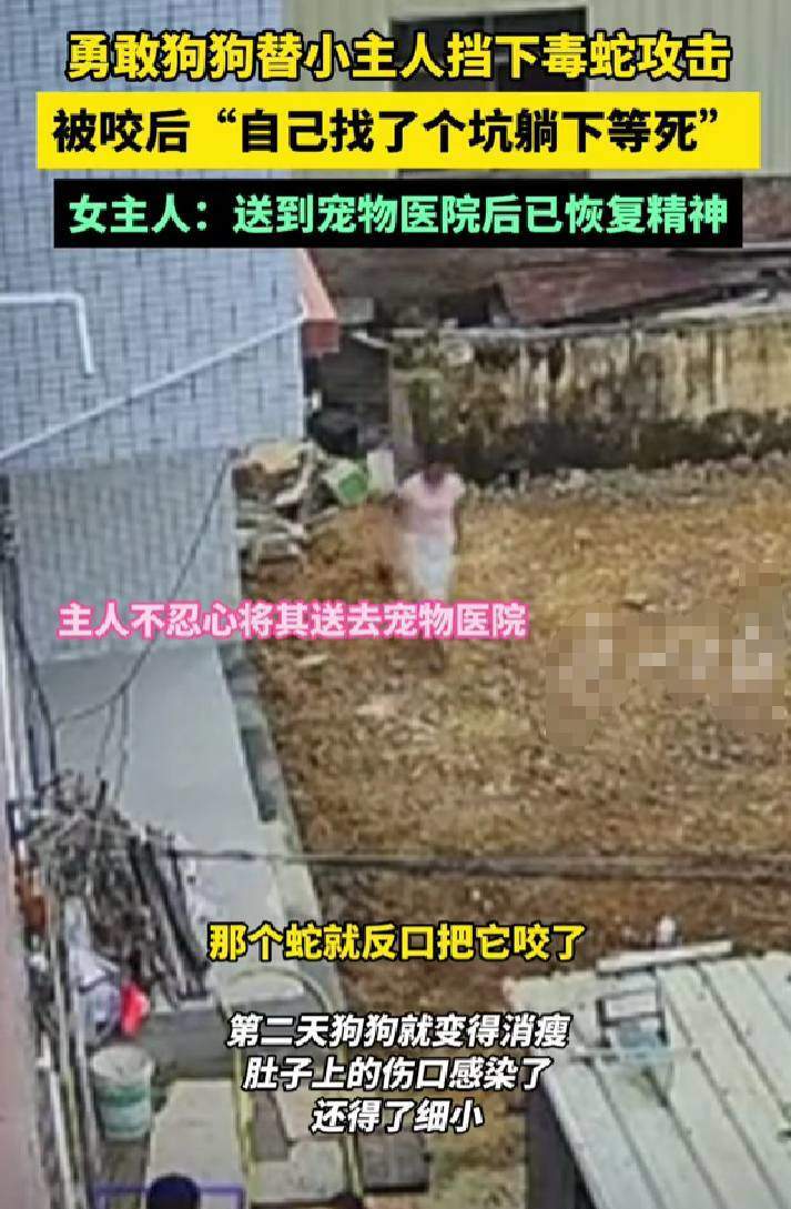 狗狗让蛇咬了咋办_狗狗为了保护主人被蛇咬死_狗狗为救小主人被蛇咬伤后刨坑等死