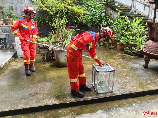 两条剧毒竹叶青蛇盘踞寺院内 消防迅速处置保安全