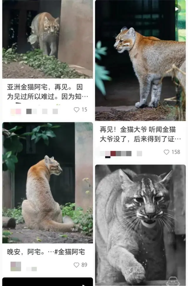 重庆动物园金猫_重庆动物园攻略2020_重庆动物园金猫“阿宅”走了