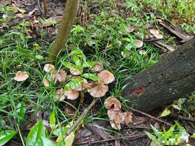 野子台湾网友_网友在龙泉山捡野菌吃进急诊_进美国急诊室后买保险可以吗