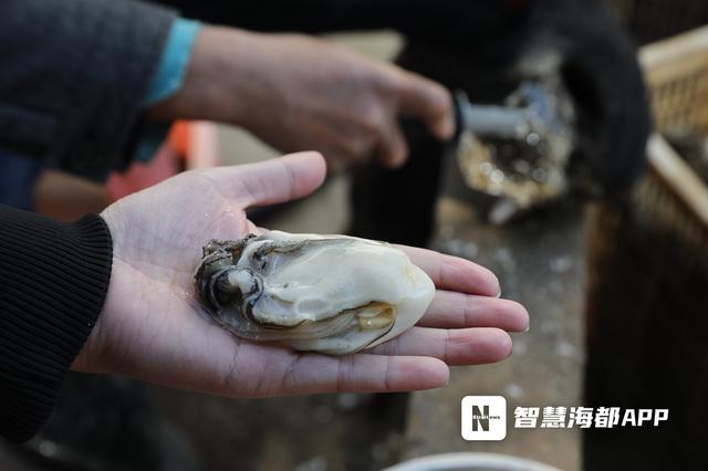 台风后生蚝遍地市民组团赶海 大暑肥美正当时