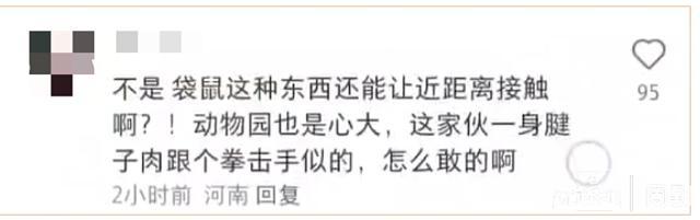 游客在上海野生动物园被袋鼠暴揍 浸入式展区”如何让人安心“浸入”？