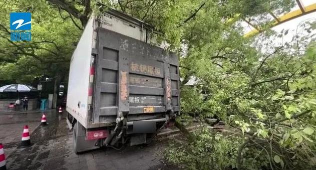 西湖边500年古樟树被撞断该怎么赔