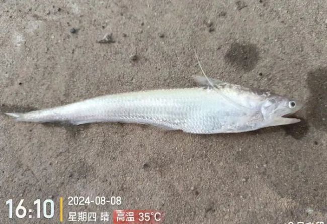 濒危物种黄河刀鱼现身济南